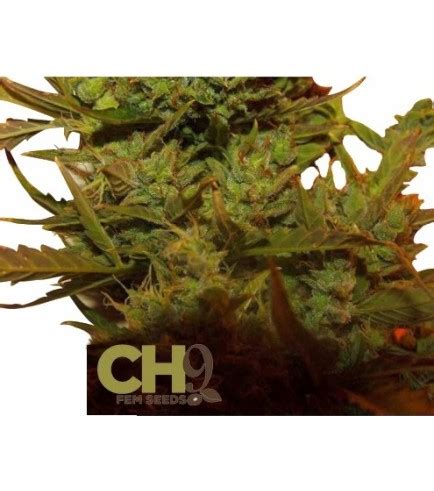 Climax strain. Things To Know About Climax strain. 